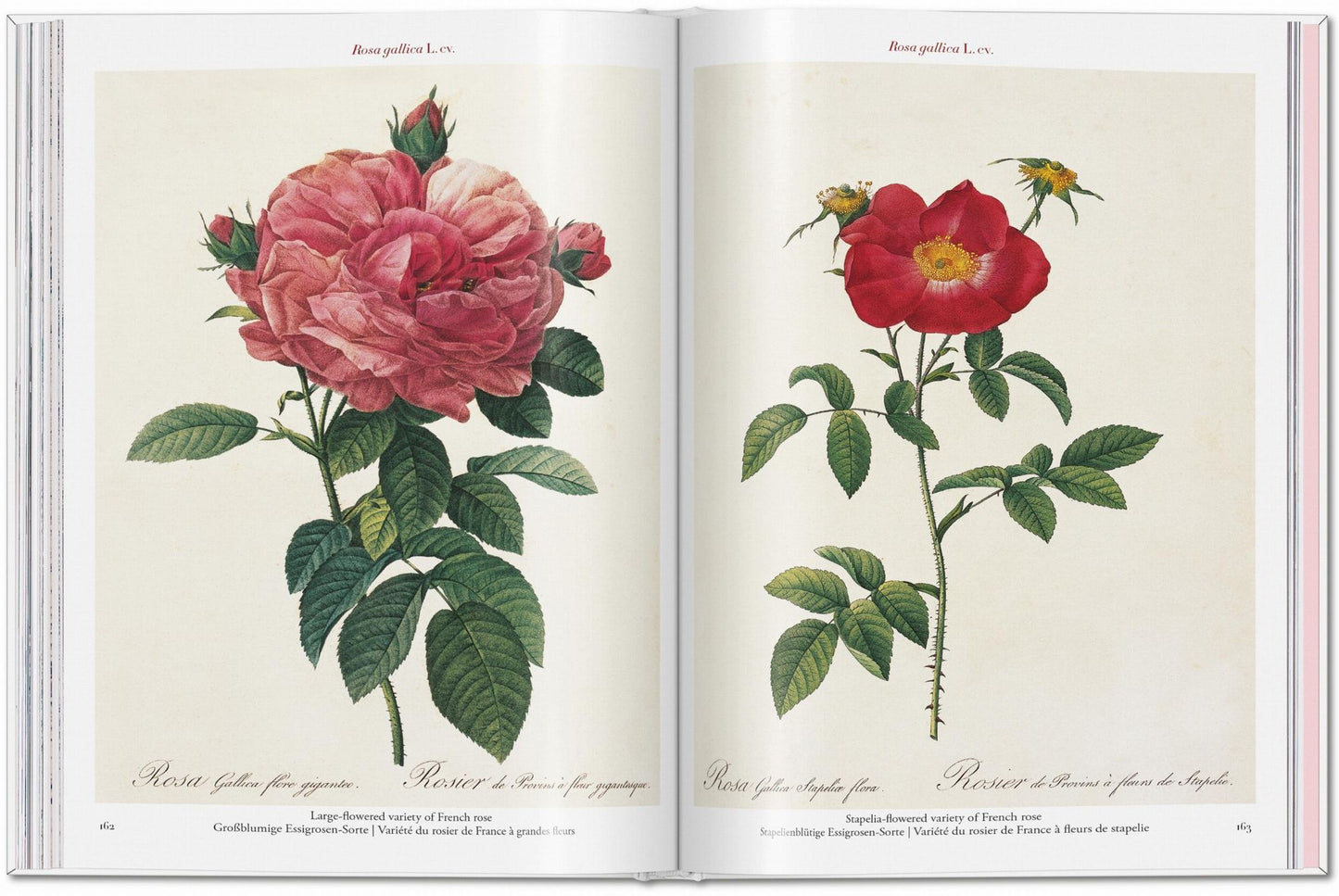 RedoutÃ©. Roses
