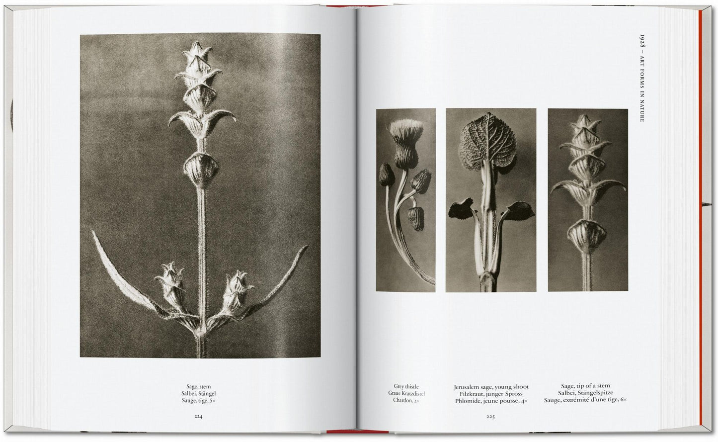 Karl Blossfeldt. The Complete Published Work. 40th Ed.