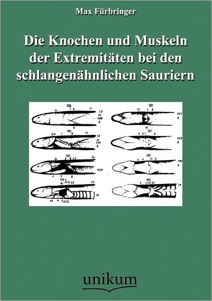 Die Knochen und Muskeln der Extremit ten bei den schlangen hnlichen Sauriern