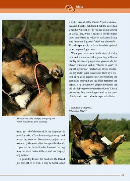 Trick School for Dogs: Fun Games to Challenge and Bond