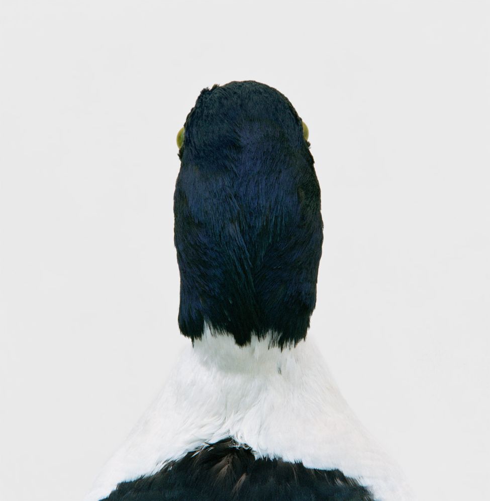 Roni Horn: Bird