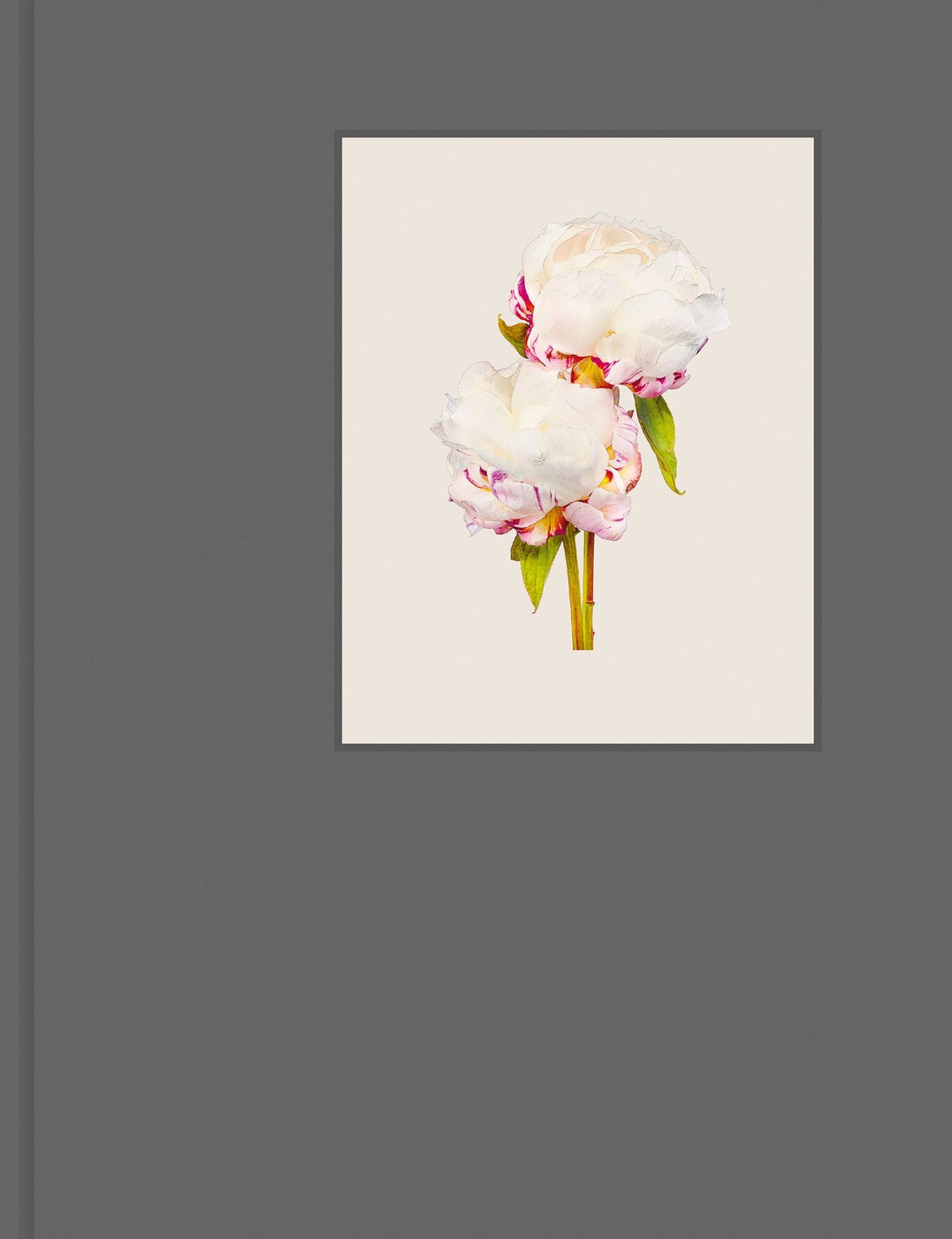 The Most Beautiful Flowers