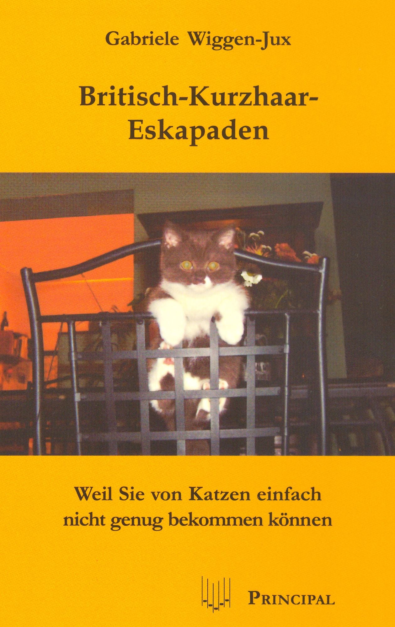 Britisch-Kurzhaar-Eskapaden: Weil Sie von Katzen einfach nicht genug bekommen können