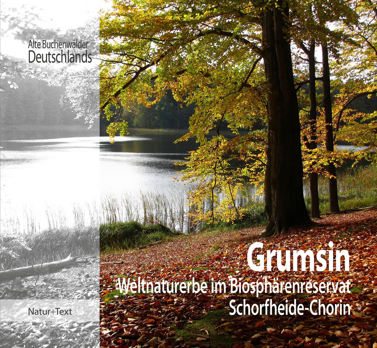 Grumsin: Weltnaturerbe im Biosphärenreservat Schorfheide-Chorin