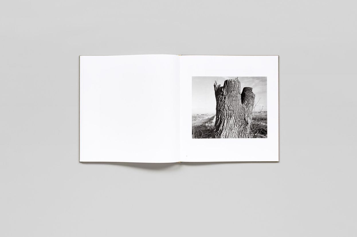 Robert Adams: Cottonwoods