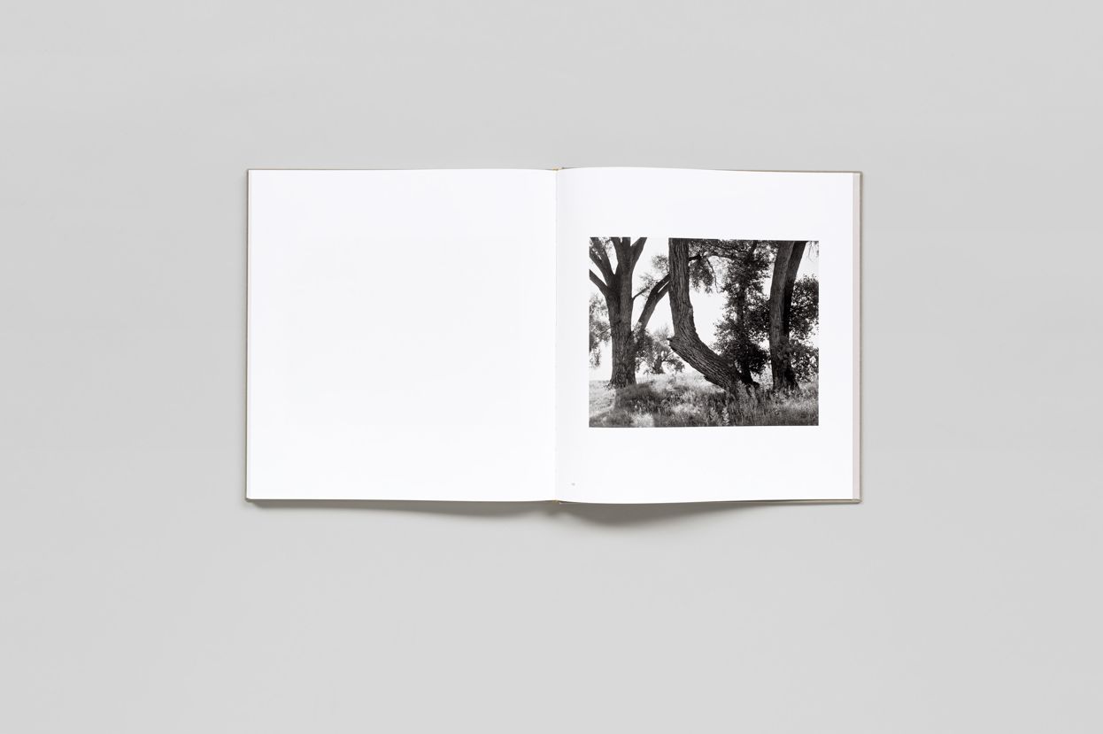 Robert Adams: Cottonwoods