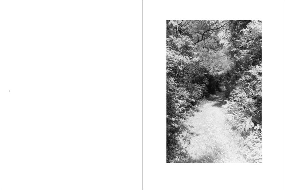 Robert Adams: An Old Forest Road