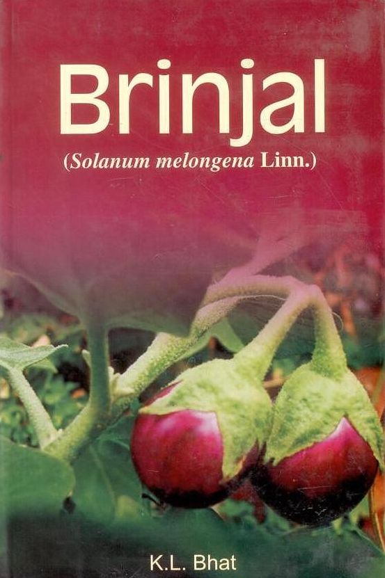 Brinjal