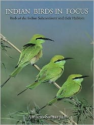 Indian Birds in Focus