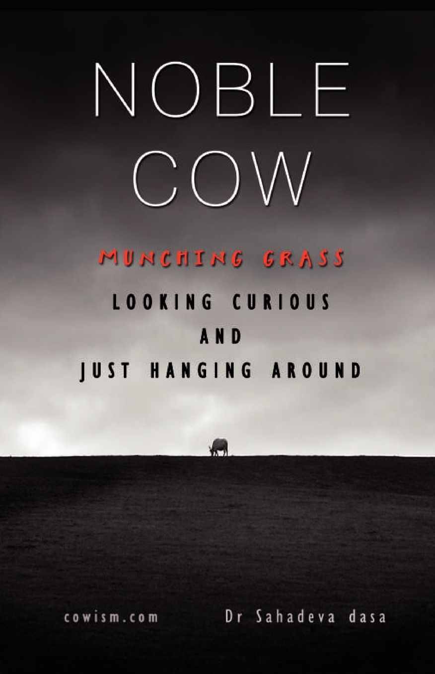 Noble Cow - Munching Grass, Looking Curious and Just Hanging Around