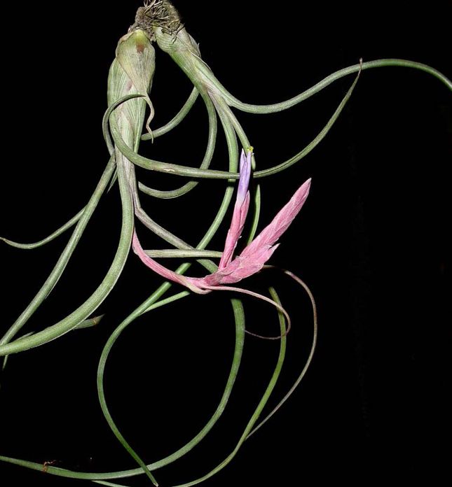 The Skin of the Rainforest: Ecosystems in Campeche