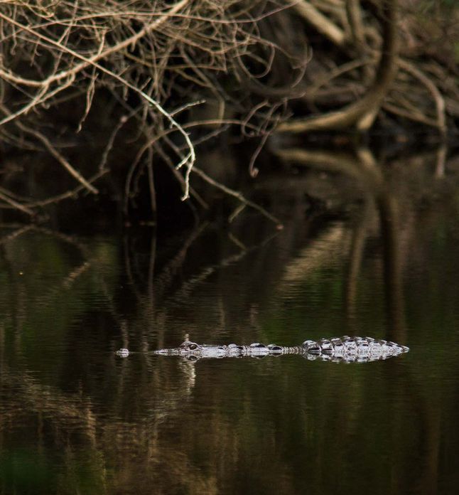 The Skin of the Rainforest: Ecosystems in Campeche