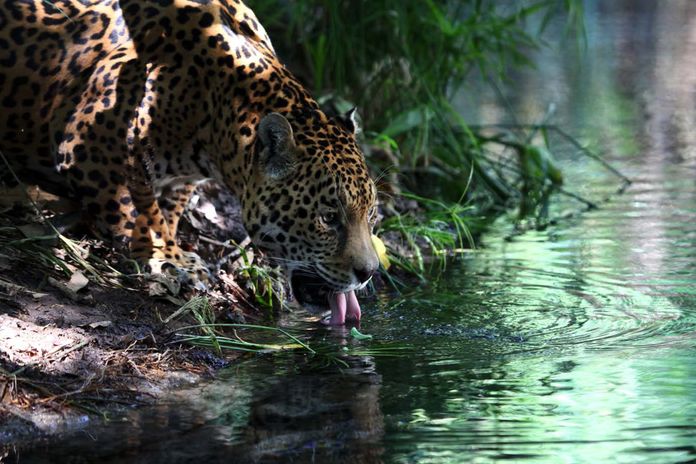 The Skin of the Rainforest: Ecosystems in Campeche