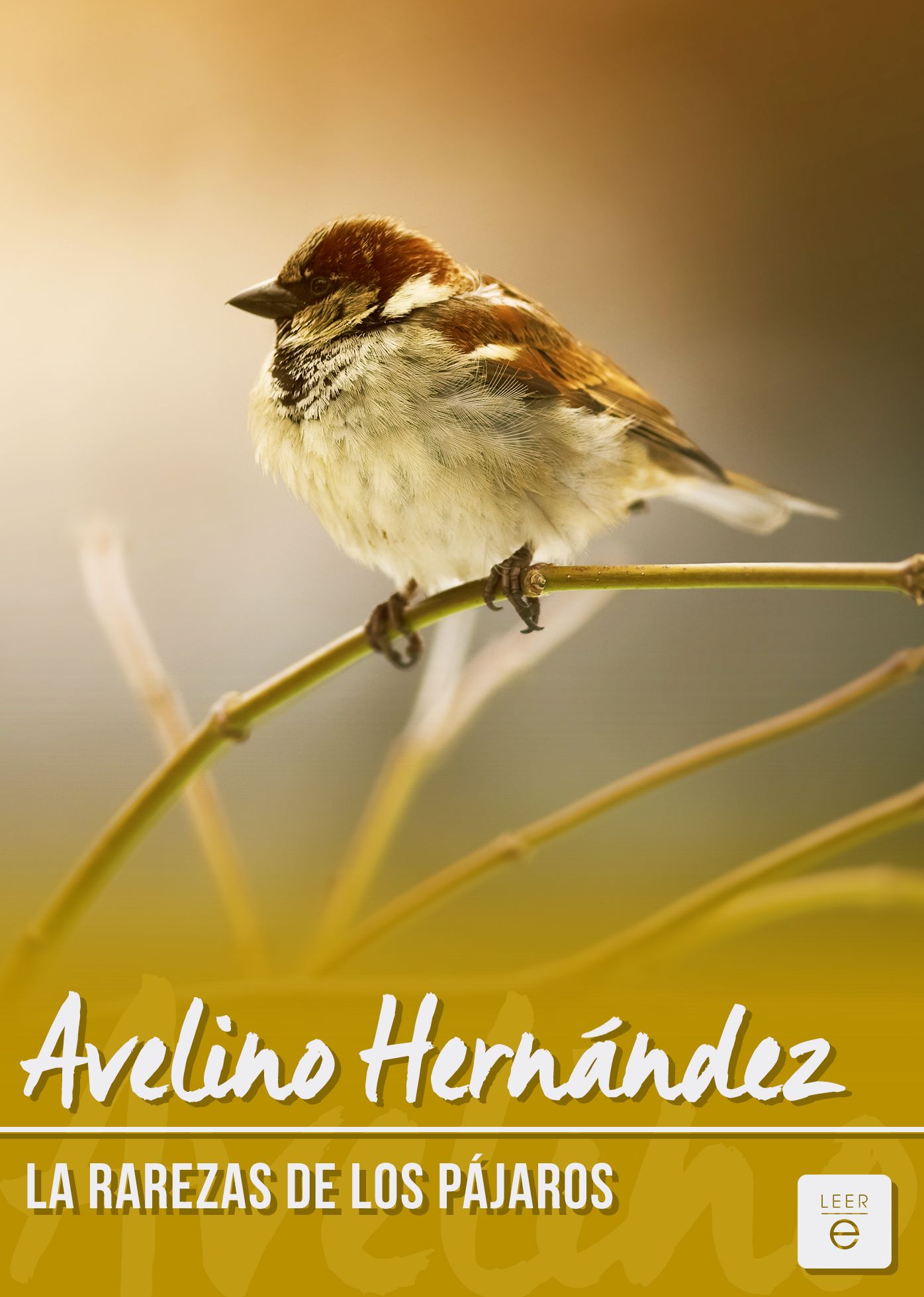 Las rarezas de los pájaros
