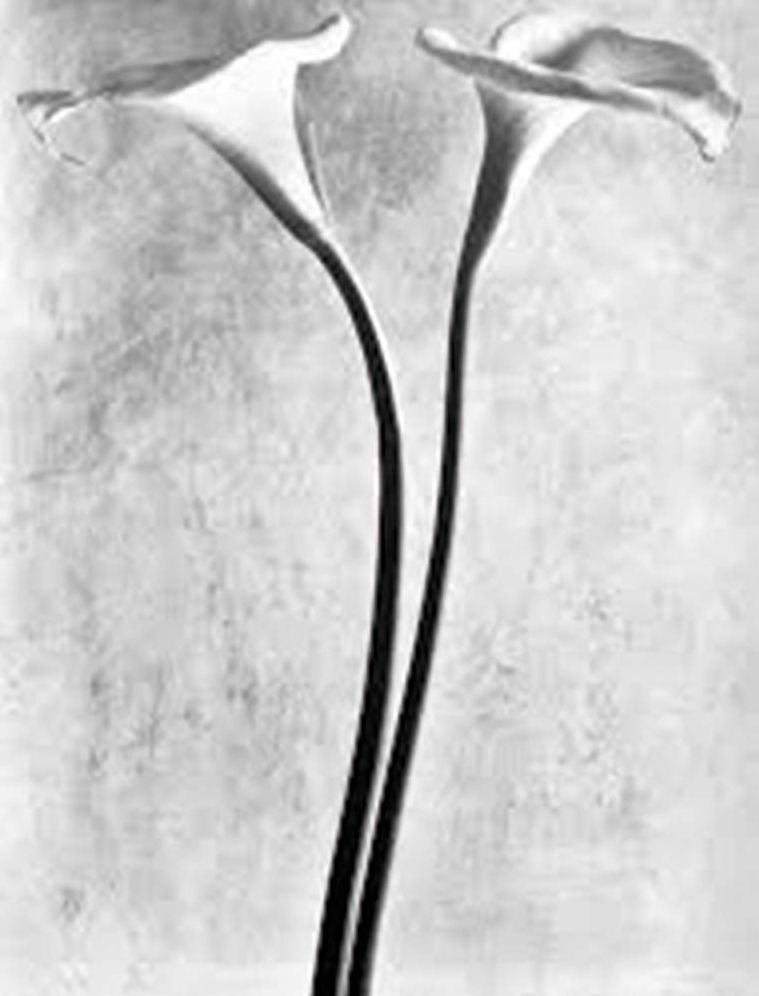 Tina Modotti: Photographer & Revolutionary