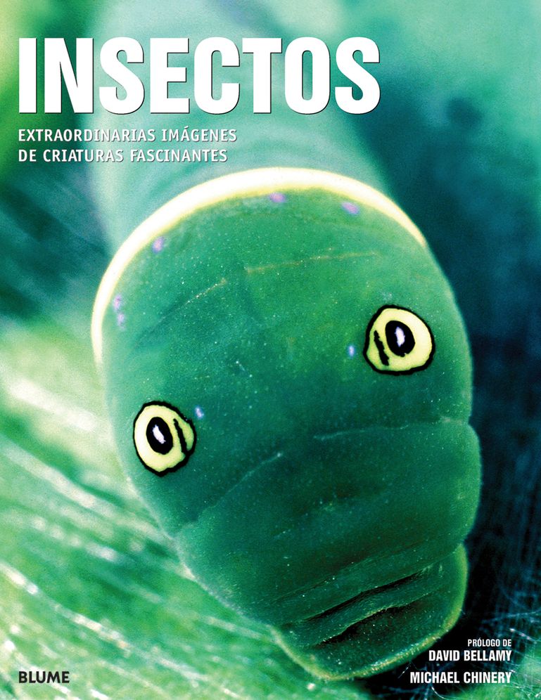 Insectos
