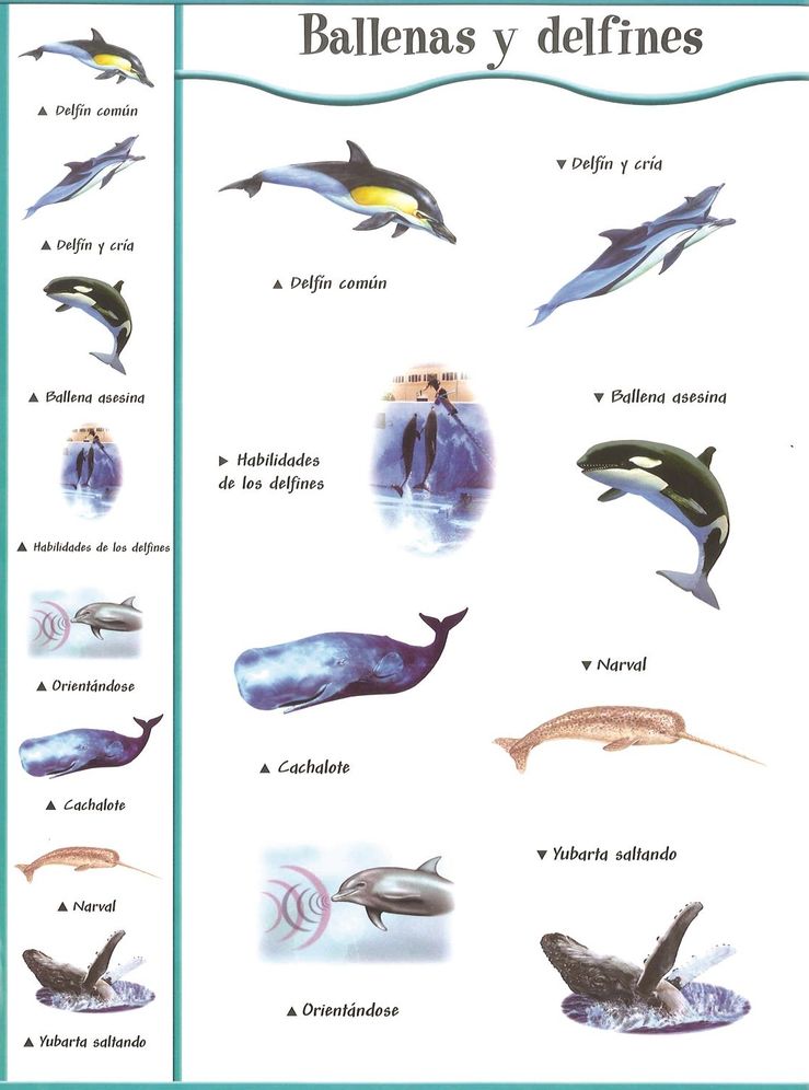 Ballenas y delfines