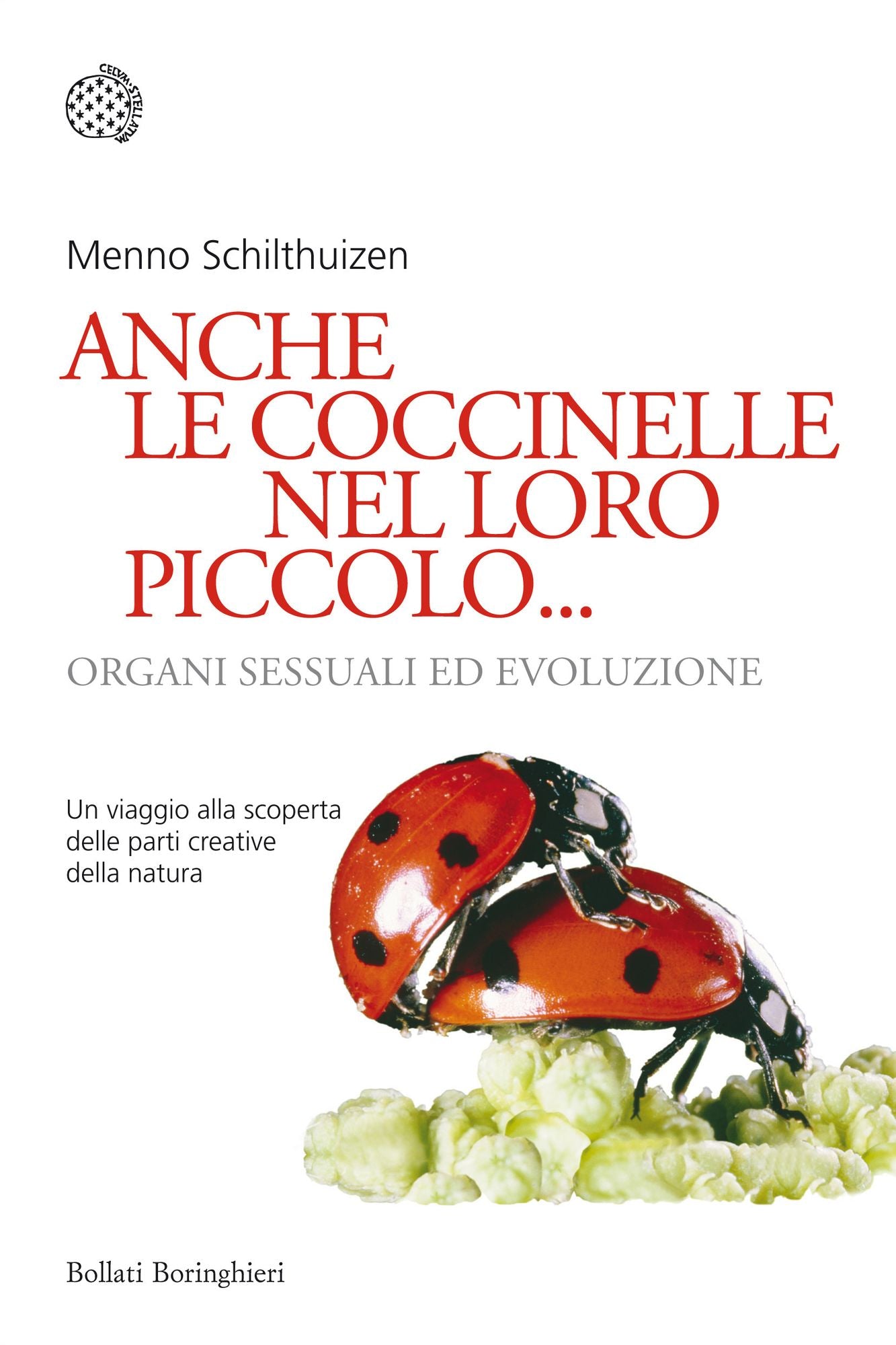 Anche le coccinelle nel loro piccolo...: Organi sessuali ed evoluzione