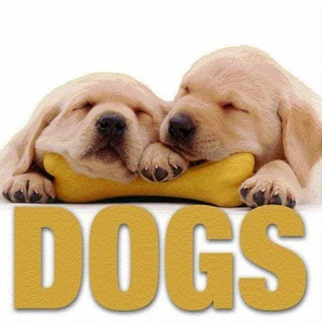 CubeBook: Dogs