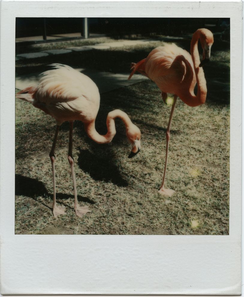 Tom Bianchi: Fire Island Pines: Polaroids 1975-1983