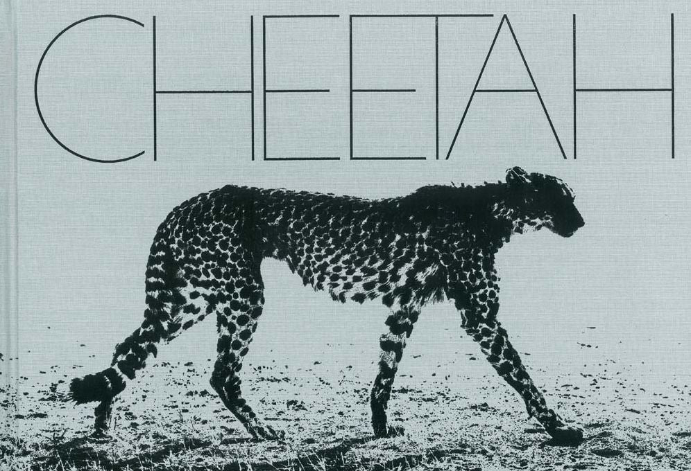Mark Segal: Cheetah