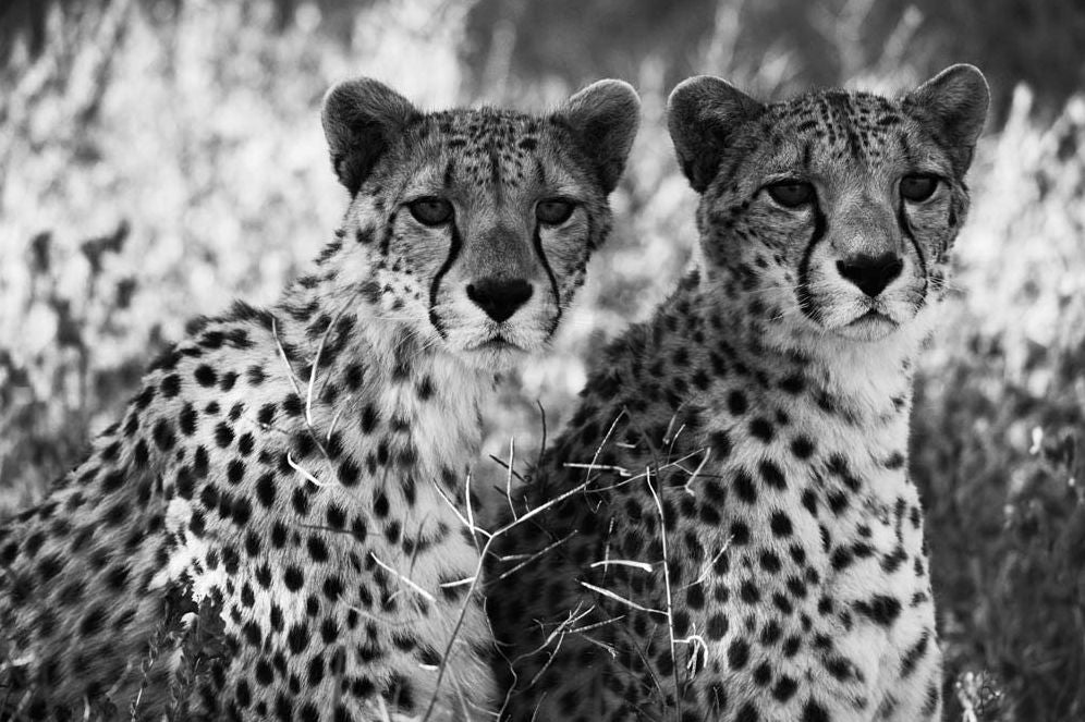 Mark Segal: Cheetah