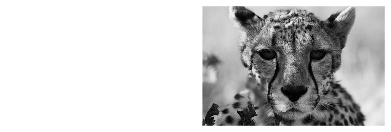 Mark Segal: Cheetah
