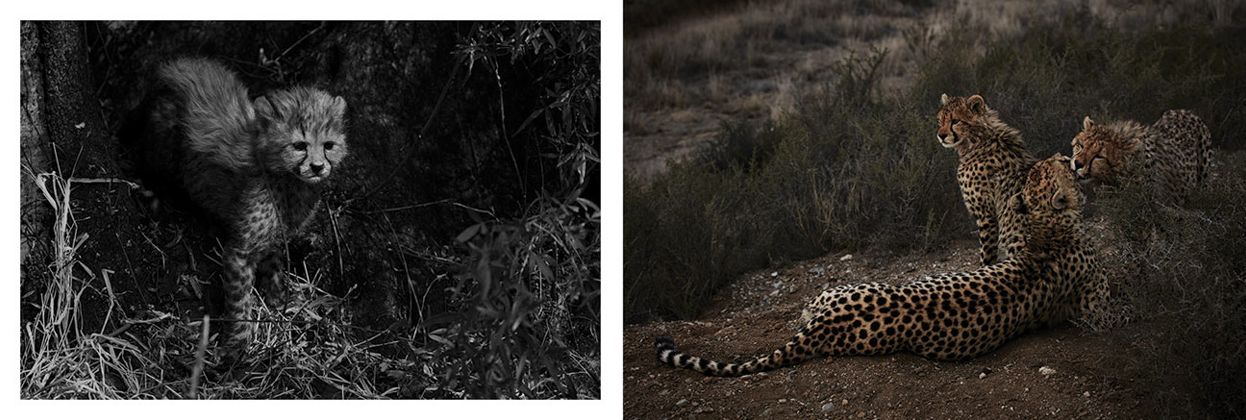 Mark Segal: Cheetah