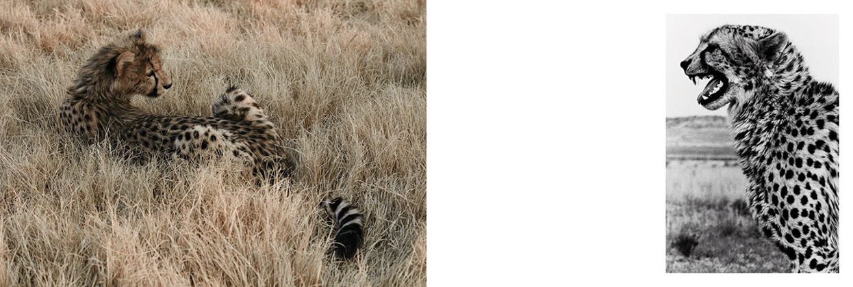 Mark Segal: Cheetah