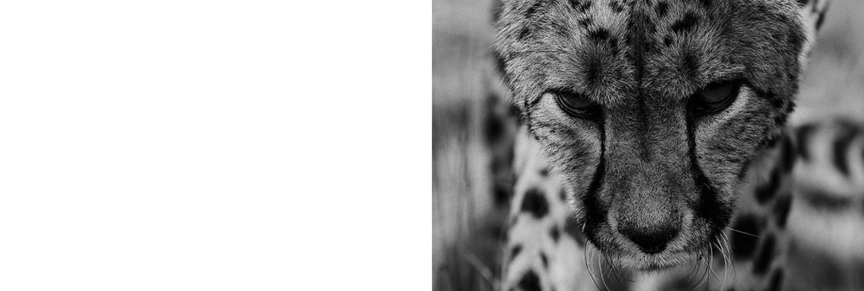 Mark Segal: Cheetah