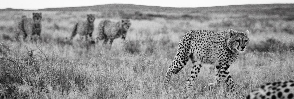 Mark Segal: Cheetah