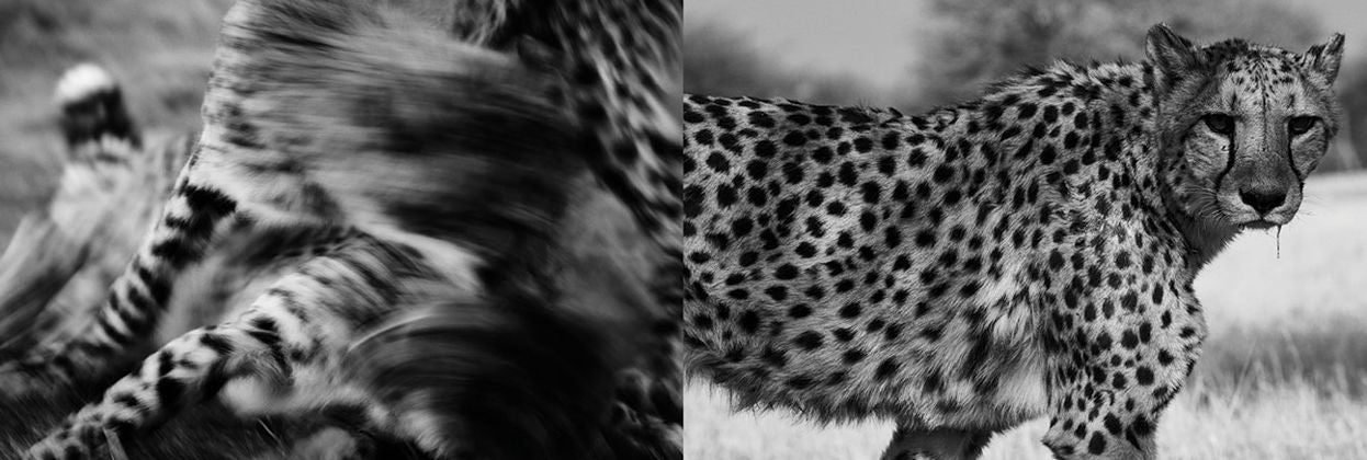 Mark Segal: Cheetah