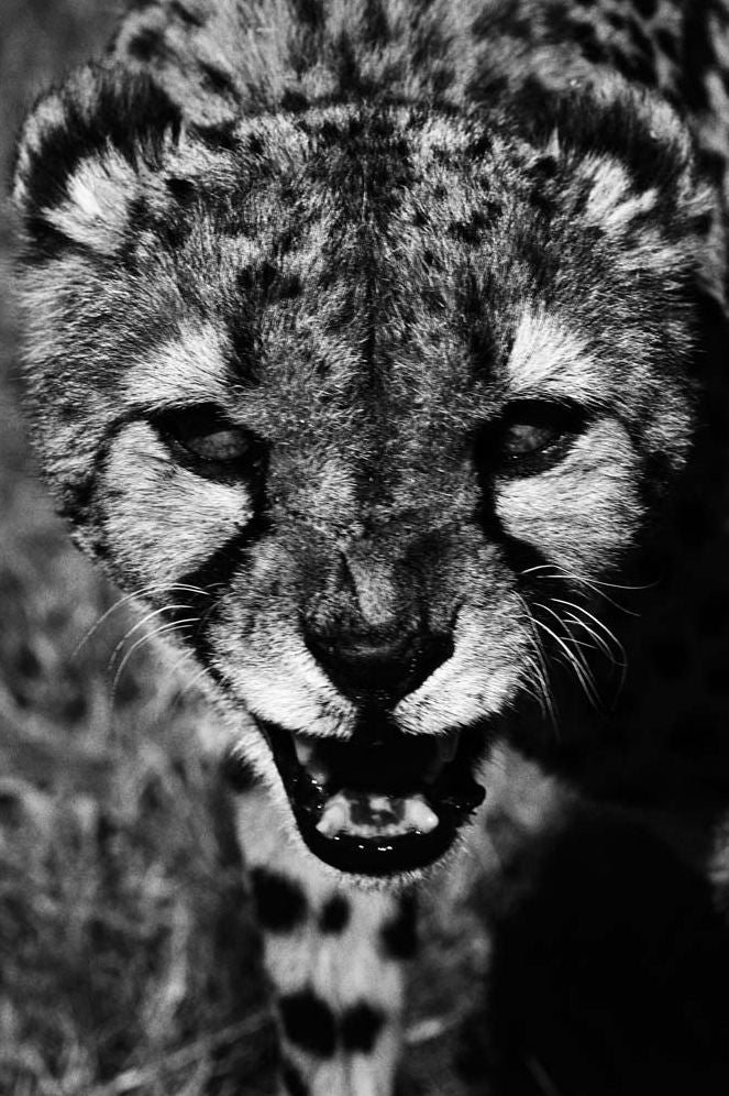 Mark Segal: Cheetah