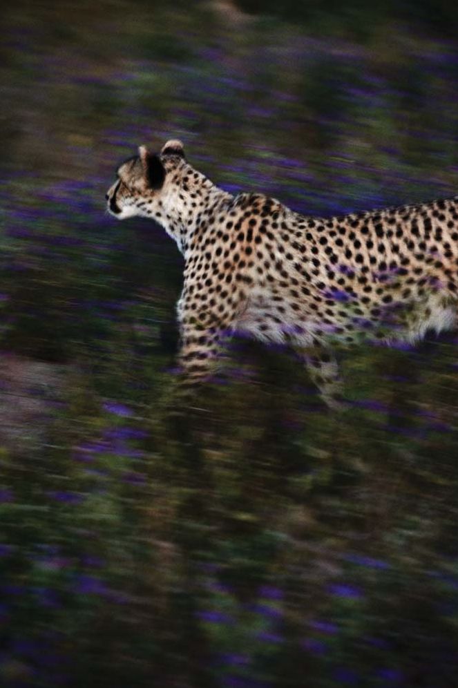 Mark Segal: Cheetah