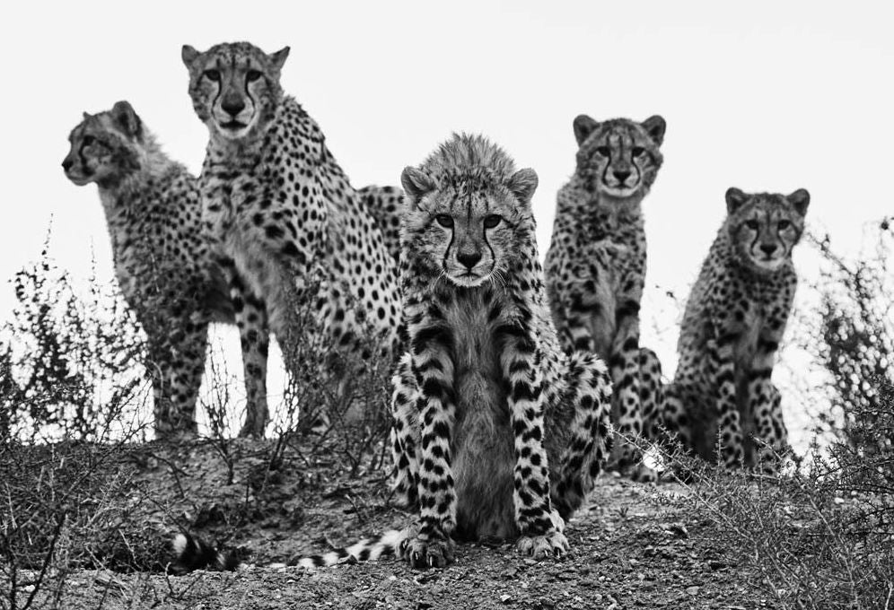 Mark Segal: Cheetah