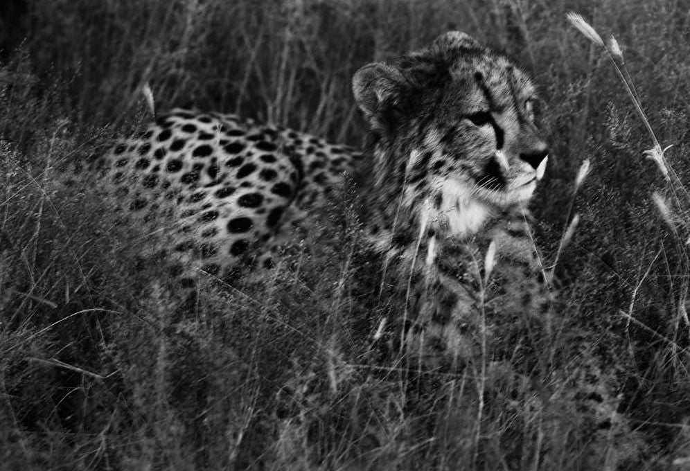 Mark Segal: Cheetah