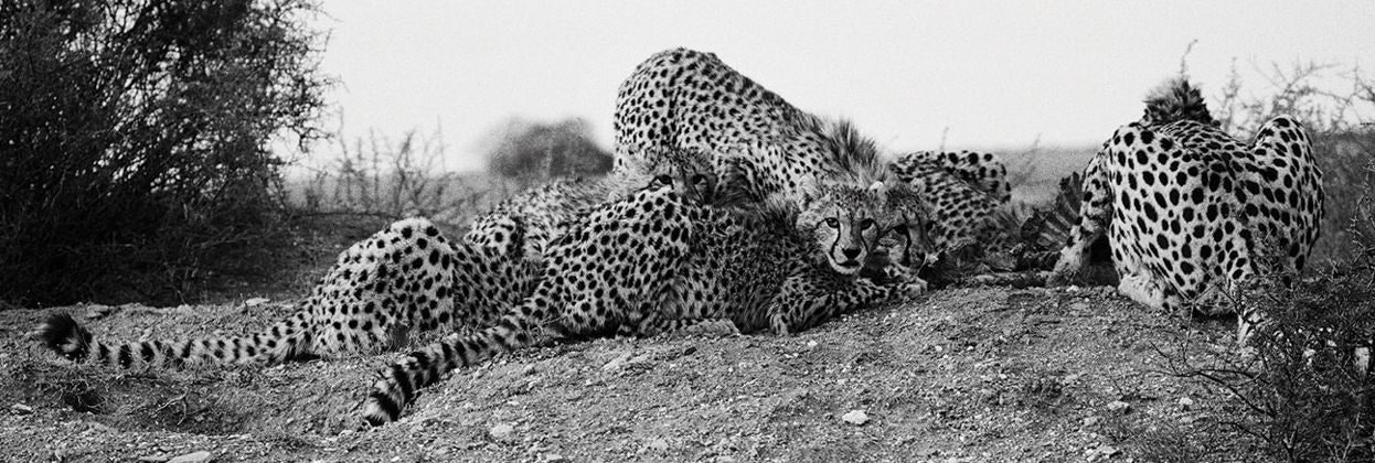 Mark Segal: Cheetah
