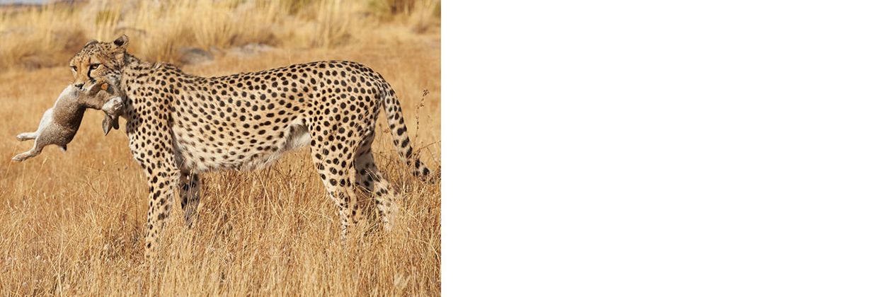 Mark Segal: Cheetah