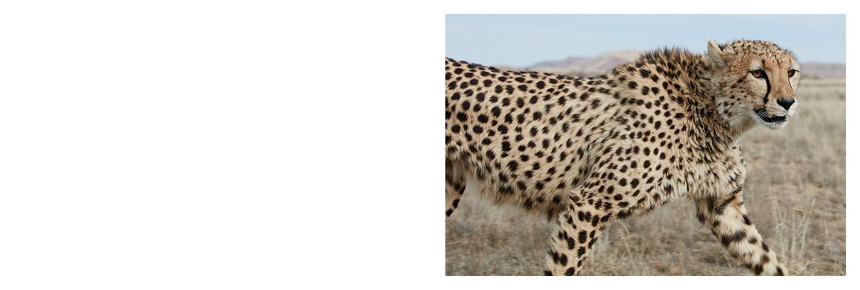 Mark Segal: Cheetah