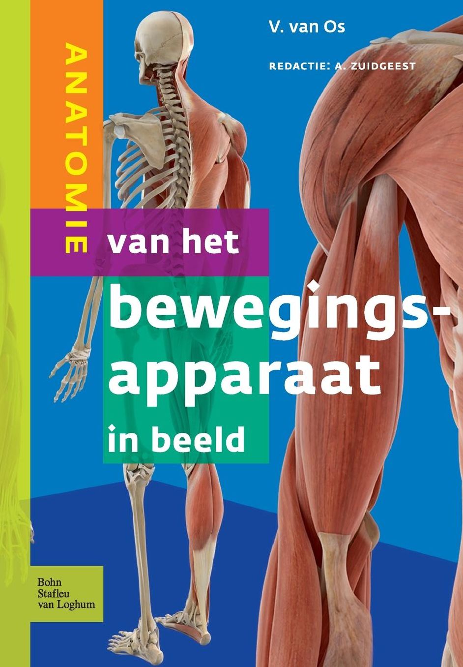 Anatomie van het bewegingsapparaat in beeld