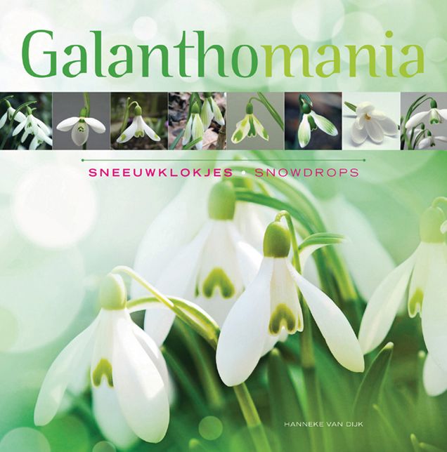 Galanthomania: Snowdrops