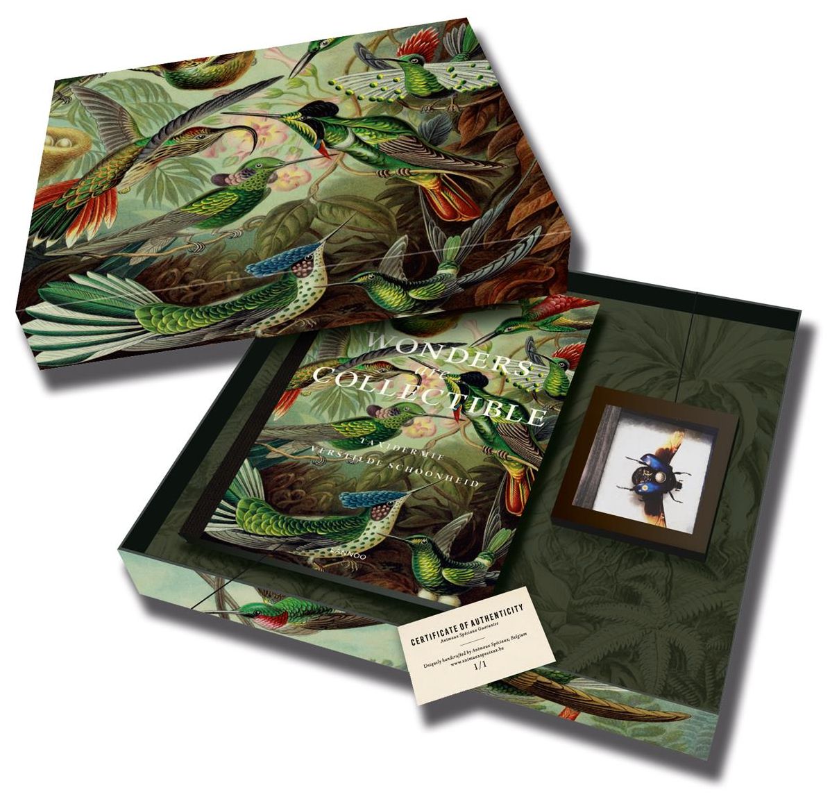 Collector's Item Box of Wonders: Taxidermy: The Beauty of Beetles, Bugs and Butterflies