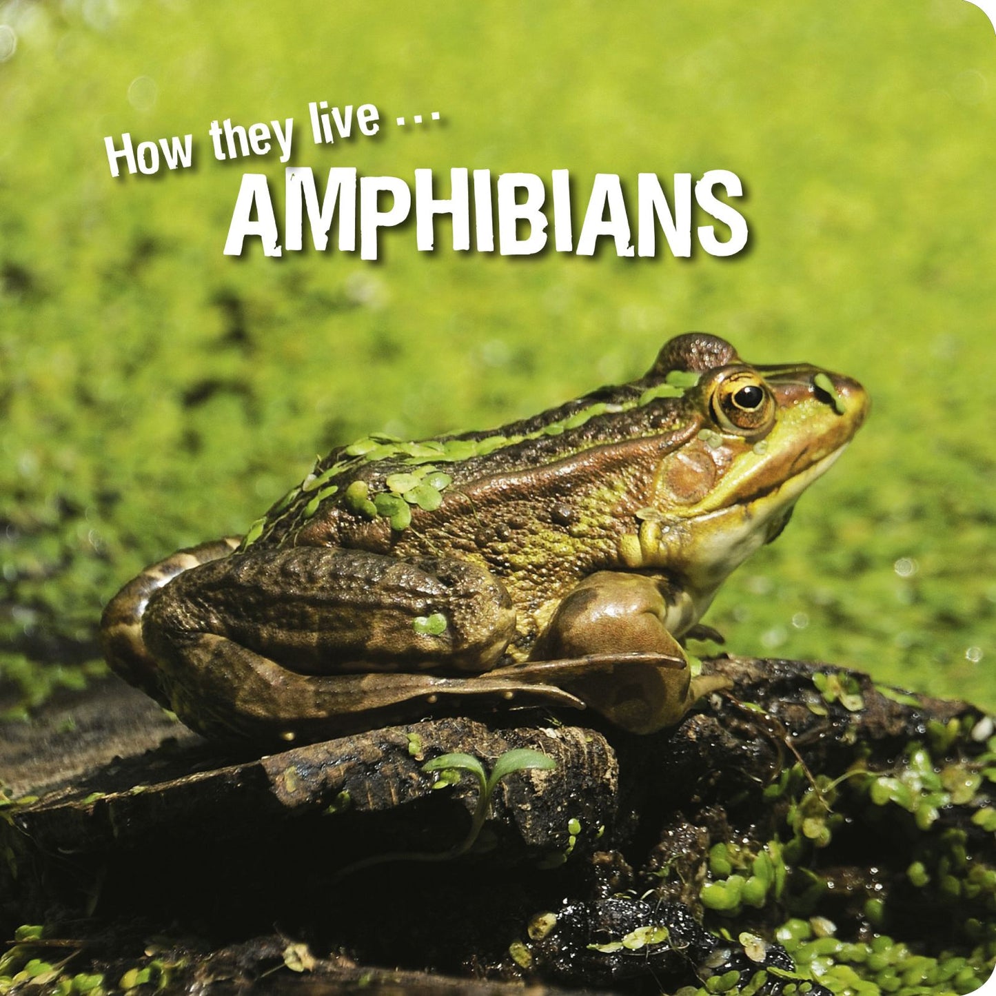 How they live... Amphibians: Learn All There Is to Know About These Animals!