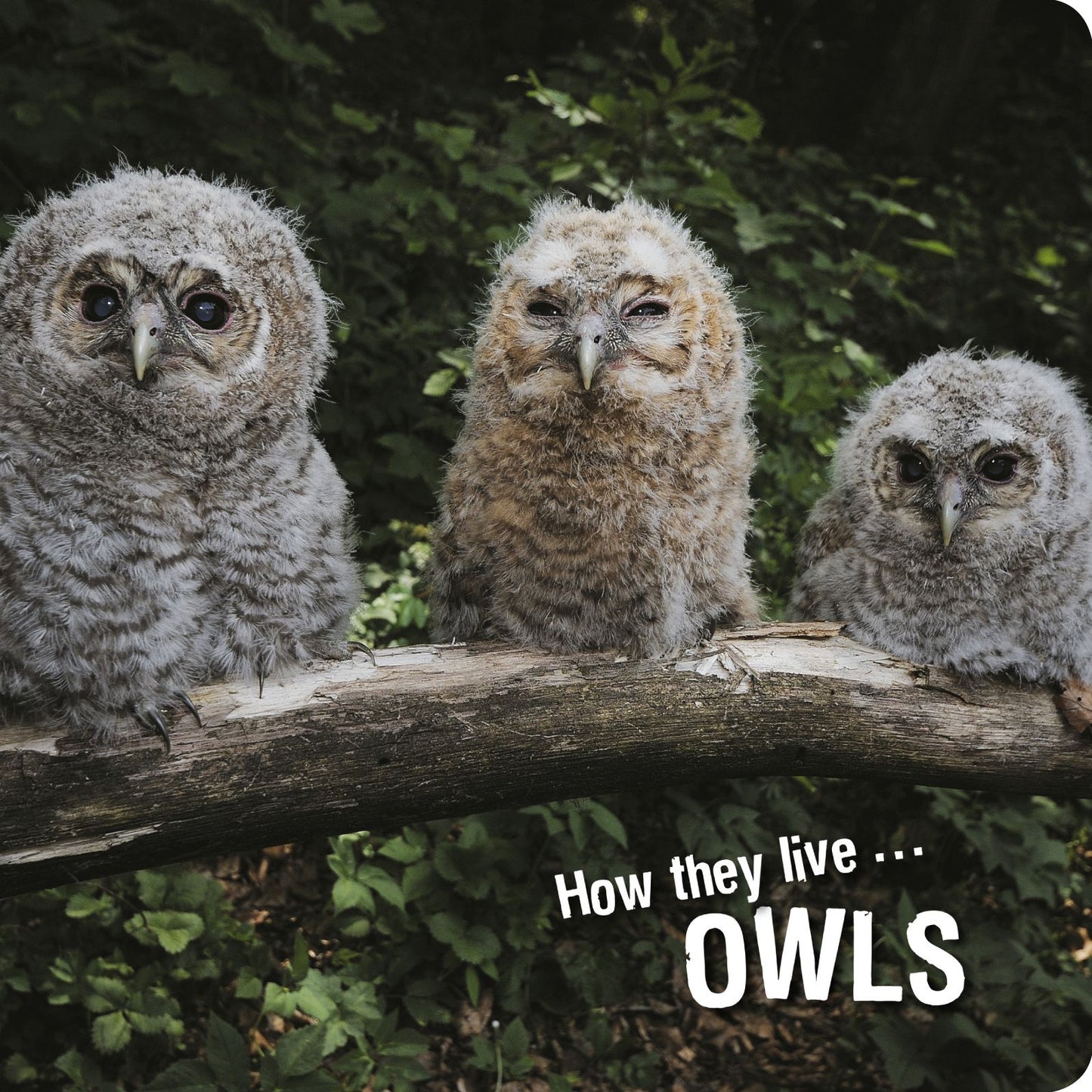 How they live... Owls: Learn All There Is to Know About These Animals!