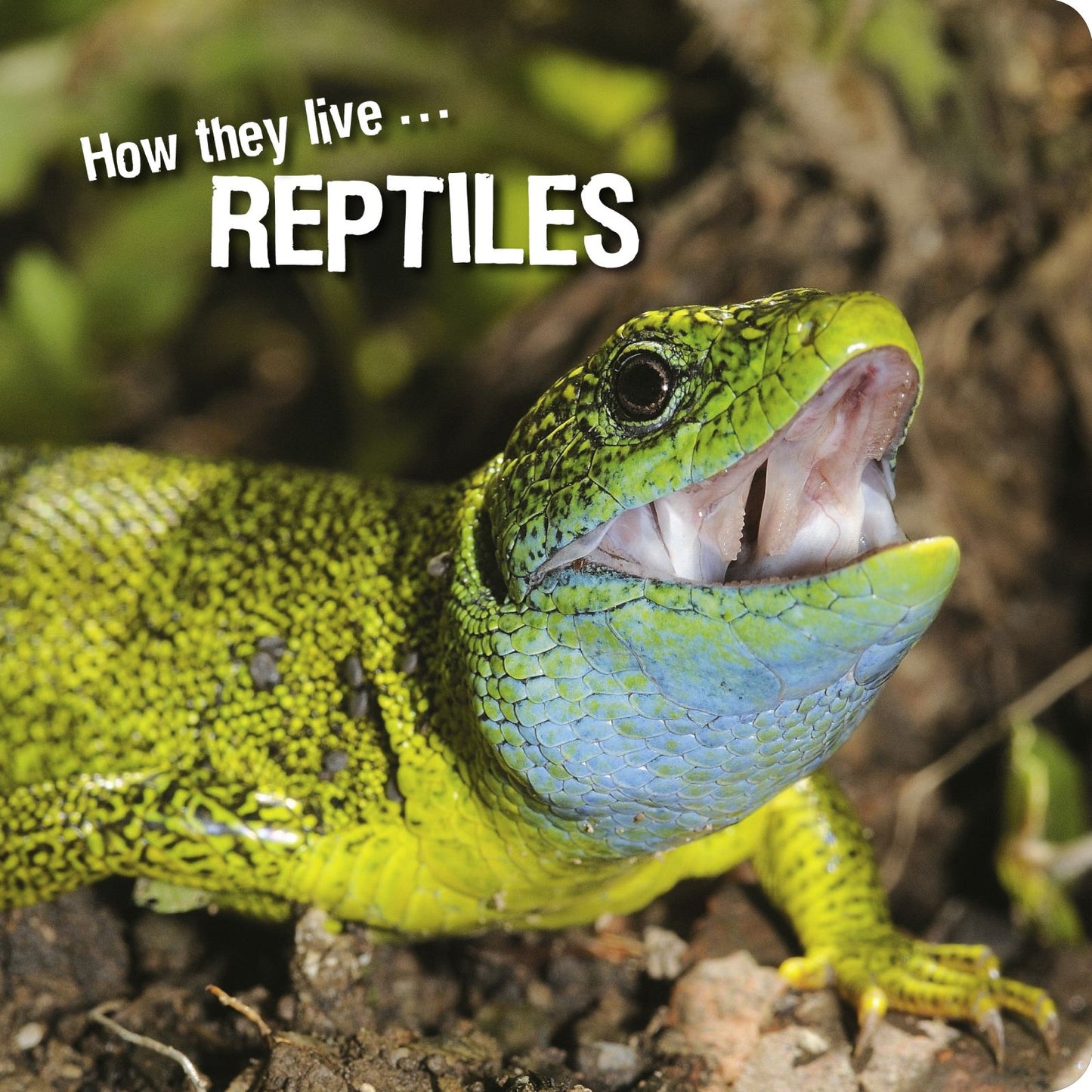 How they live... Reptiles: Learn All There Is to Know About These Animals!