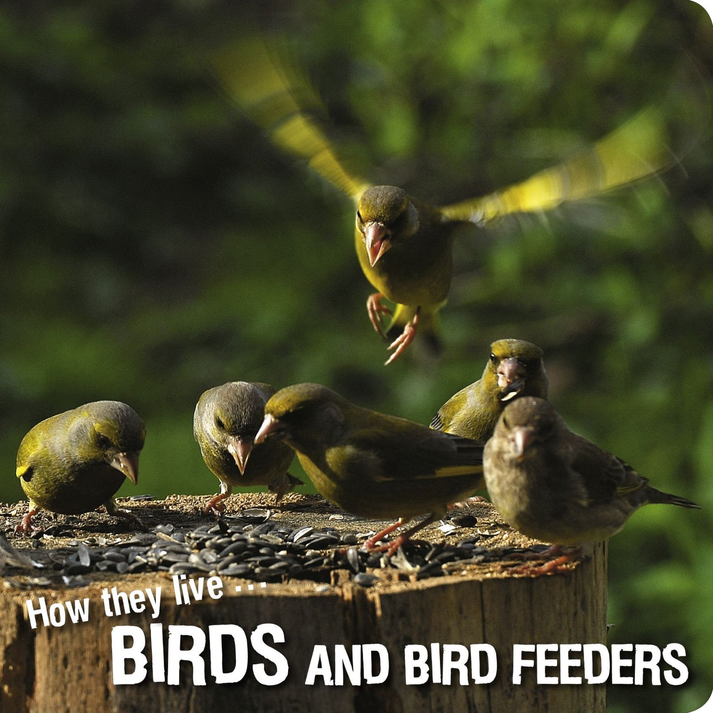 How they live... Birds: Learn All There Is to Know About These Animals!