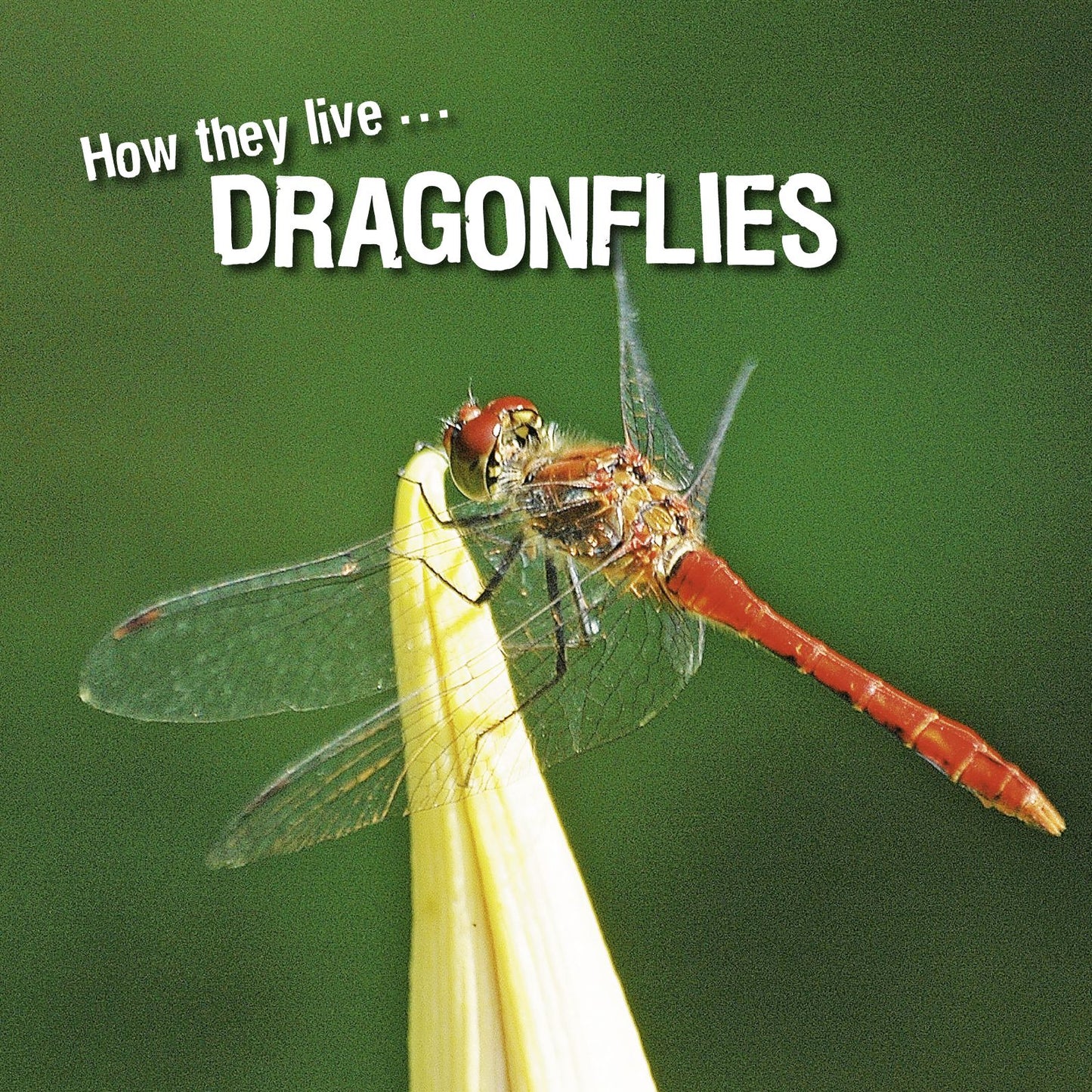 How they live... Dragonflies: Learn All There Is to Know About These Animals!