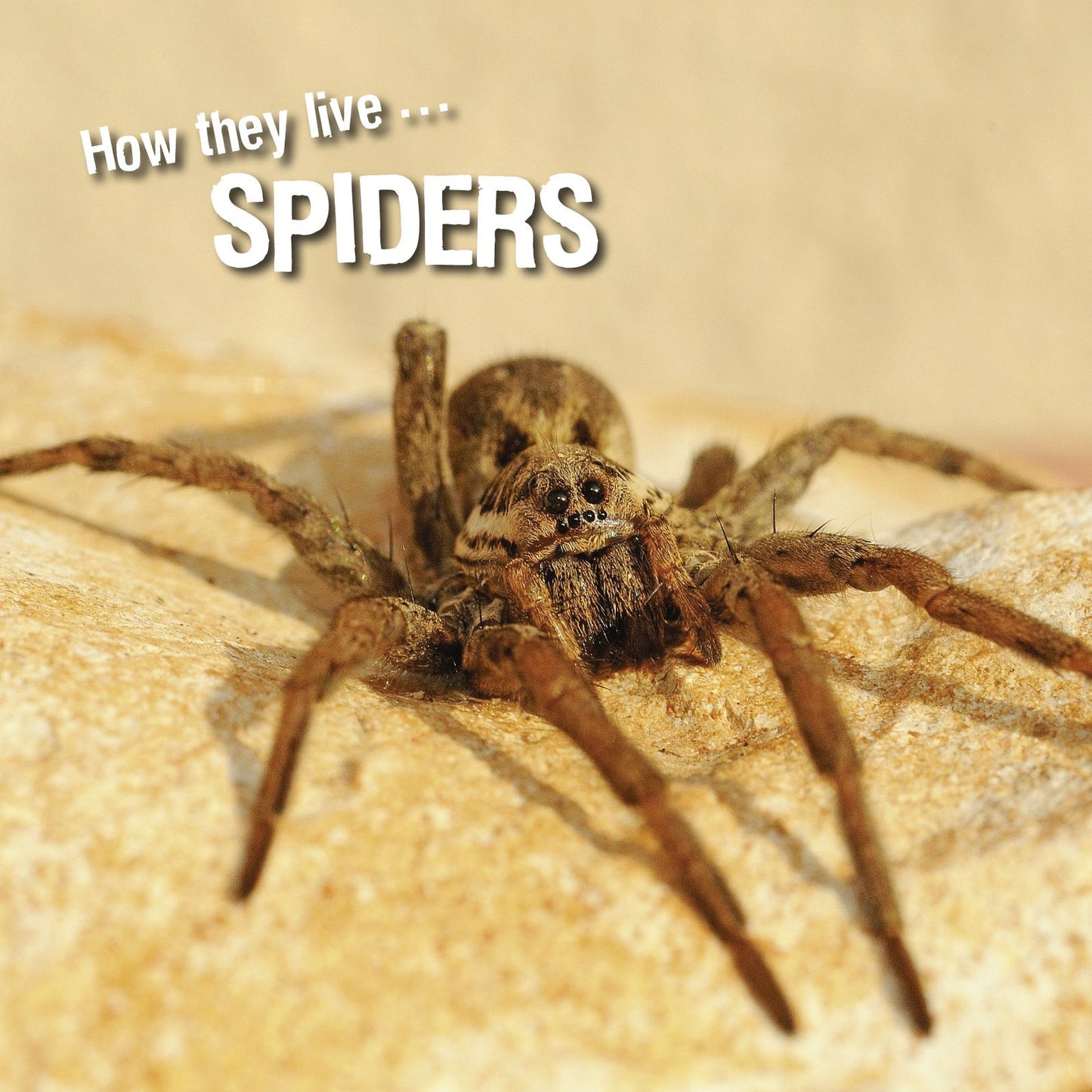 How they live... Spiders: Learn All There Is to Know About These Animals!