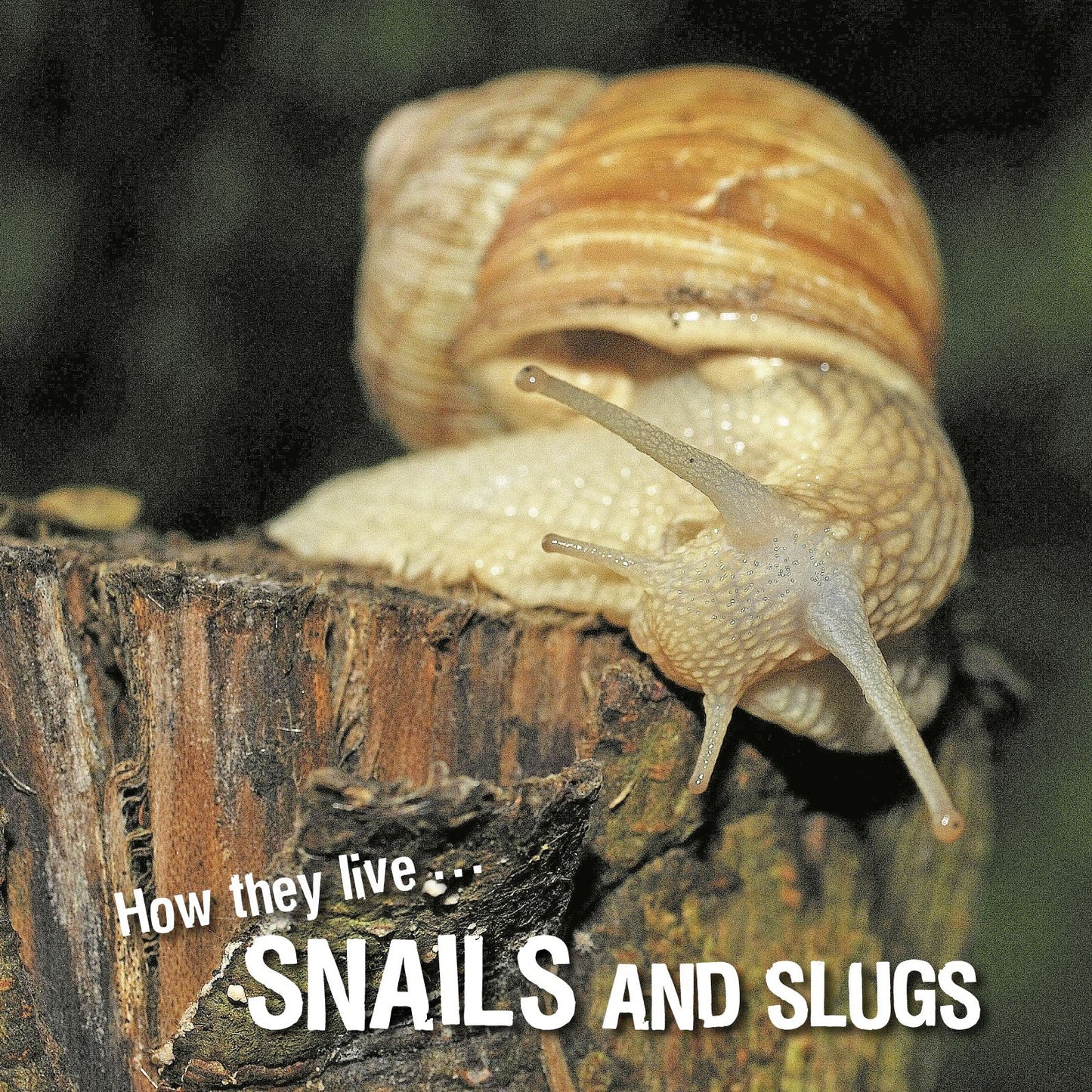 How they live... Snails and Slugs: Learn All There Is to Know About These Animals!