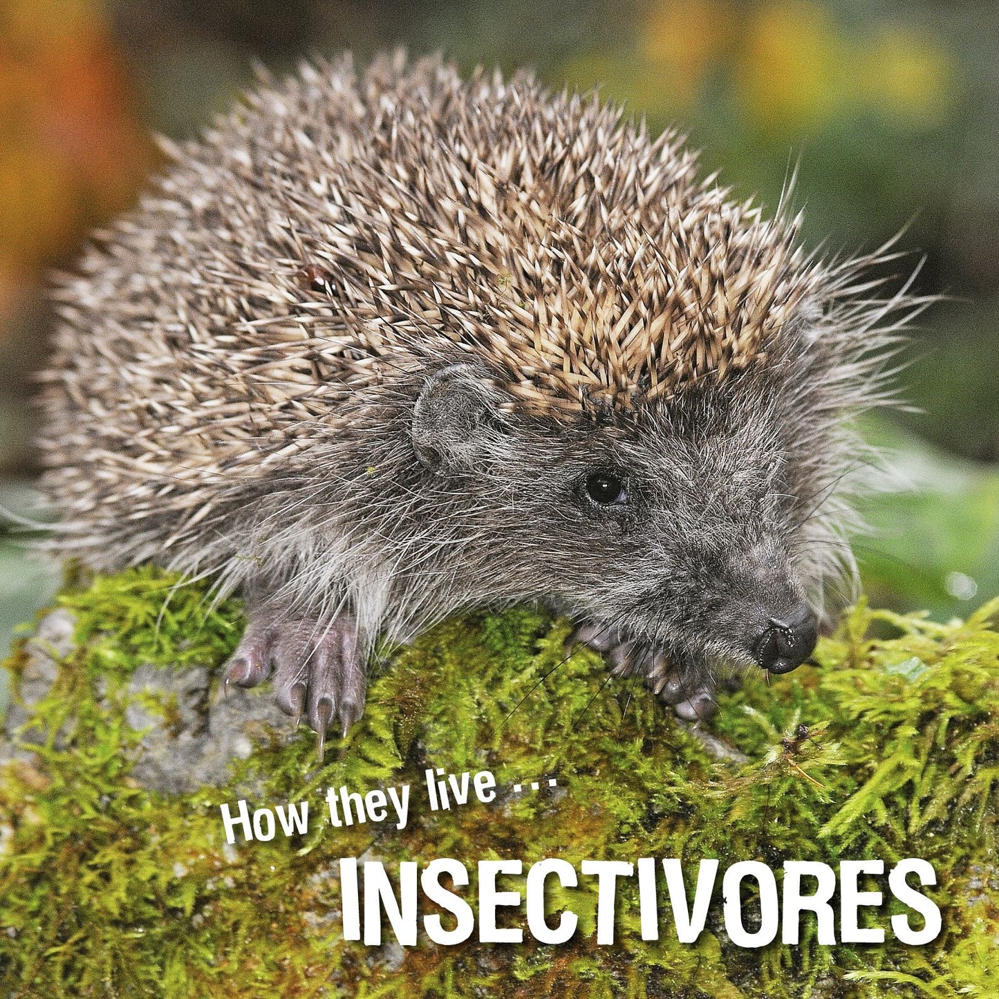 How they live... Insectivores: Learn All There Is to Know About These Animals!